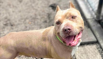 Micah - American Pit Bull Terrier