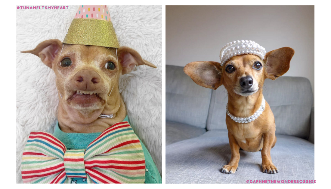 Chiweenies