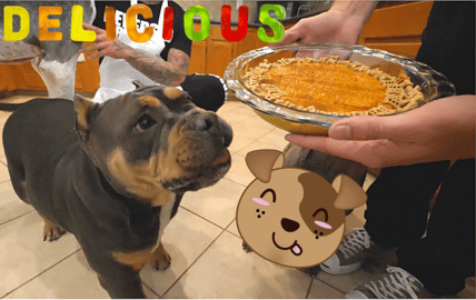 Barksgiving Pumpkin Pie for Dogs Recipe