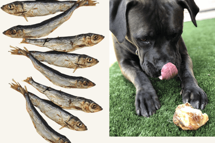 disgusting dog chews