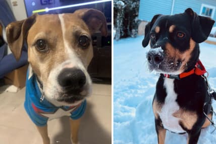 pitbull beagle mix