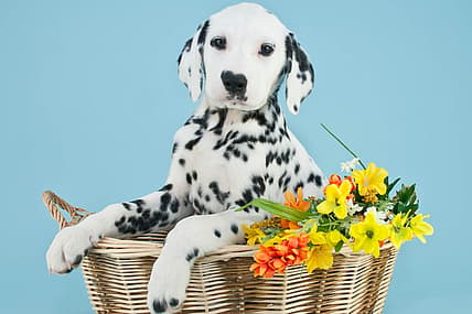 Long-Hair-Dalmatian