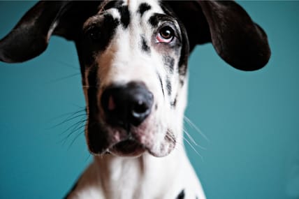 Harlequin Great Dane