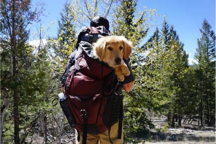 Best dog backpacks
