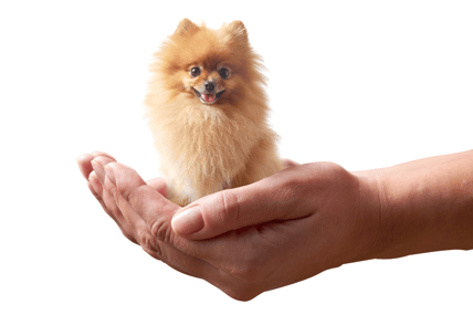 small dog fit in a hand