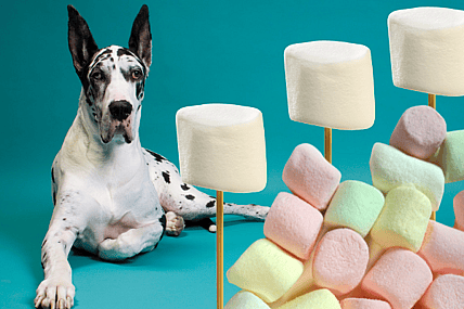 can dogs eat marshmallows