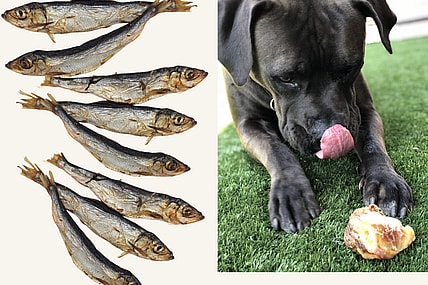 disgusting dog chews