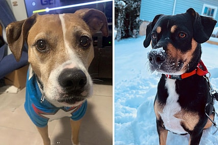 pitbull beagle mix