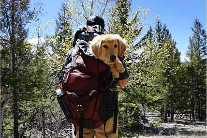 Best dog backpacks
