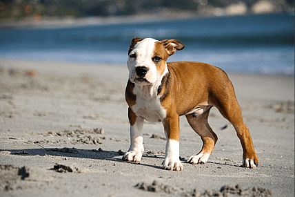 Corgi mix with pitbull