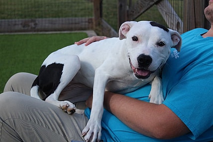 Mrs. Calloway - Pit Bull Terrier