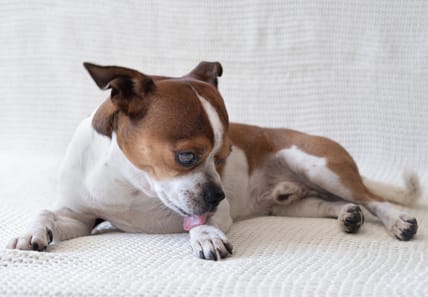 Dog licking paws