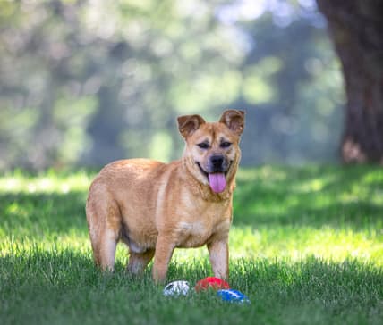Yogi - Terrier