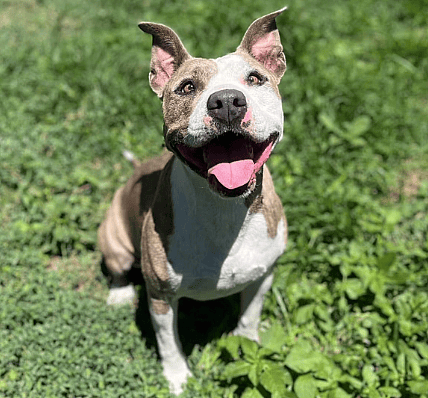 Heartbreak After Adopted Pit Bull Returned to Shelter After One Hour