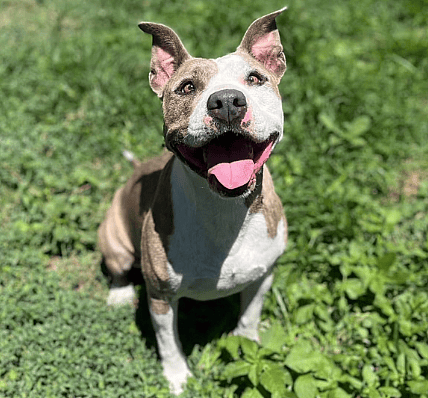 Heartbreak After Adopted Pit Bull Returned to Shelter After One Hour 