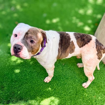 Devon - Pit Bull Terrier