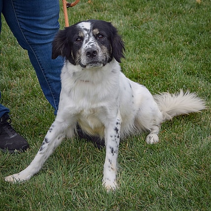 Rumi - English Cocker Spaniel