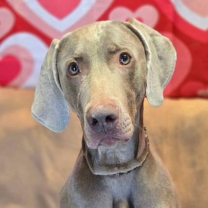 Geist - Weimaraner