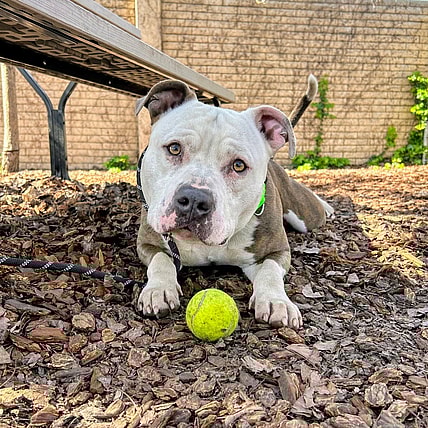Twain - American Pit Bull Terrier