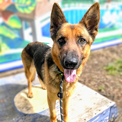 Wallflower - German Shepherd Dog