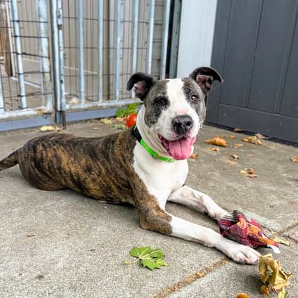 Tulare - Pit Bull Terrier