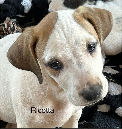 Ricotta Lonestar - Labrador Retriever