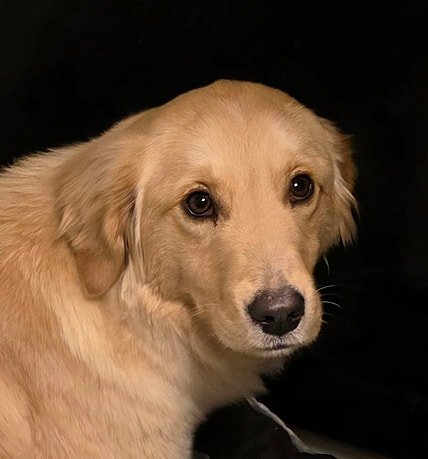 Goldie Hawn - Golden Retriever
