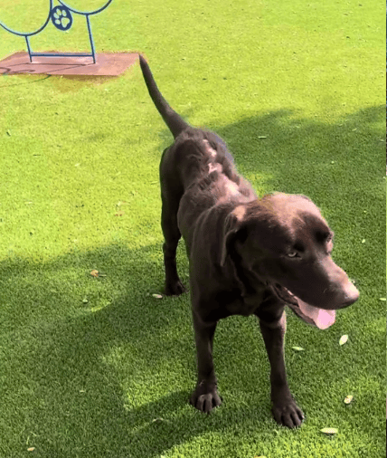 dog with burn marks
