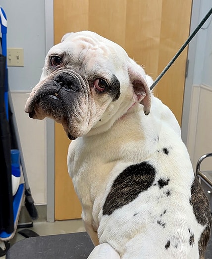 sitting with dogs - emaciated dog Greta