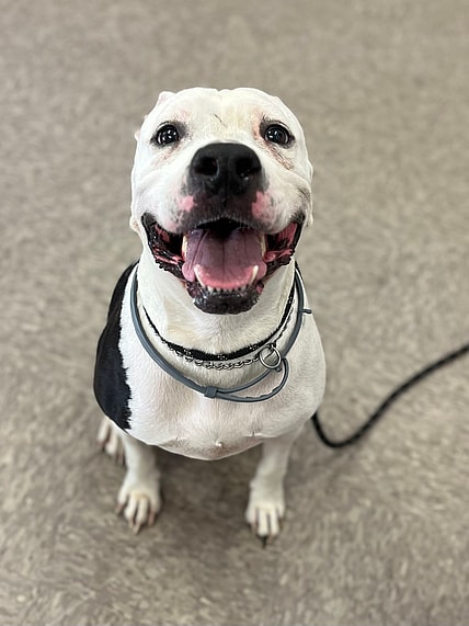 moemoe. A very good boy.
