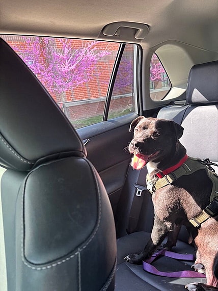 Blossom - Labrador Retriever