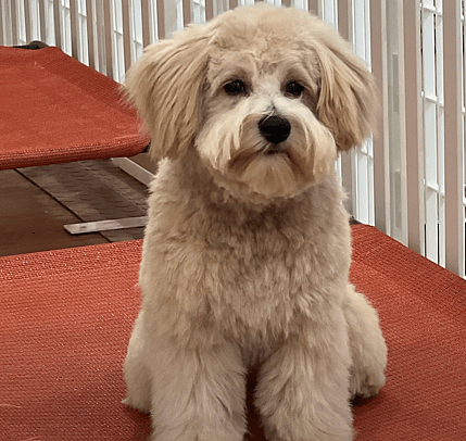 Teddy Bear Goldendoodle Haircut