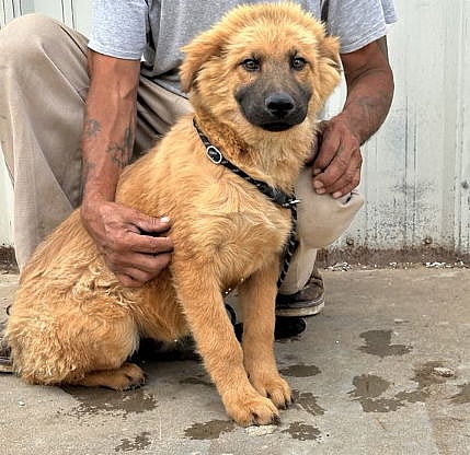 Pooh Bear - Chow Chow