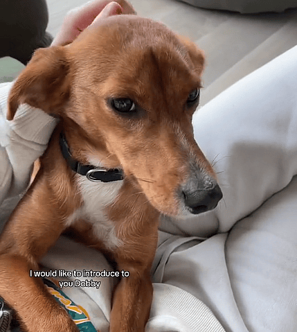 Malnourished Stray Puppy Showed Up at Woman’s Door, What Happened Next Will Make You Teary 