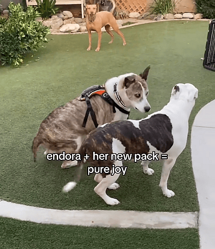 Hospice Dog Dumped in Overcrowded Shelter Finds Loving Home, Now Living Her Last Days to the Fullest 