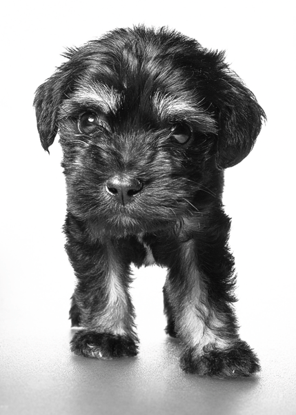 Schnoodle Puppy