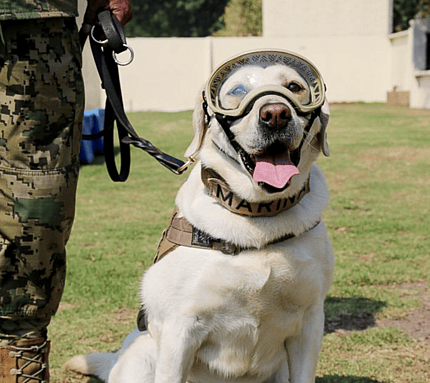 Frida, a Labrador Retriever who helped rescue people trapped in the rubble of the 2017 earthquake in Mexico