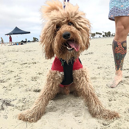 Josh - Special Needs Dogs