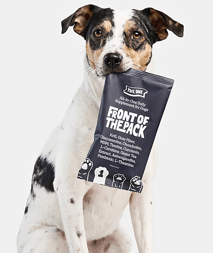 Nutritional Supplements for Senior Dogs