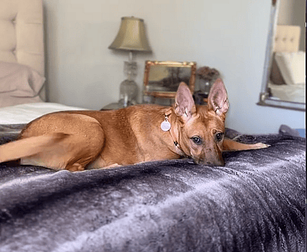 Pregnant & Alone, Scared Stray Dog Never Knew Good People Exist Until This Happened