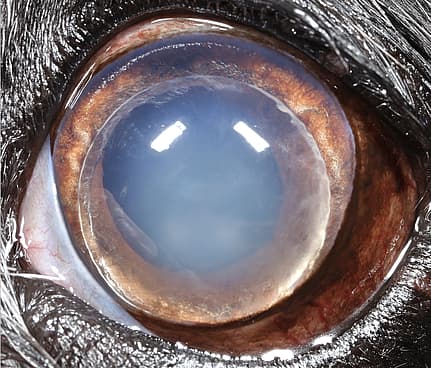 Luxated Lens in Dogs