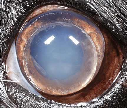 Luxated Lens in Dogs