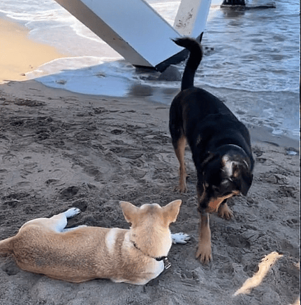 Dog Living Under Bridge With Homeless Owner Finds the Happy Ending He Never Expected