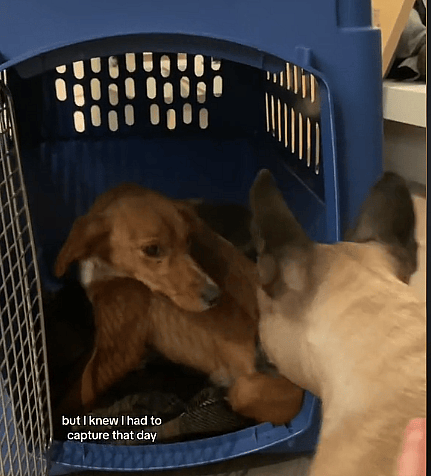 Malnourished Stray Puppy Showed Up at Woman’s Door, What Happened Next Will Make You Teary 