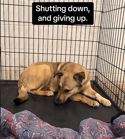 Heartbroken Rescue Pup Freezes in Fear as She’s Returned to the Shelter