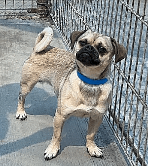 Sitting With Dogs Heartwarming Tale of Pugsly