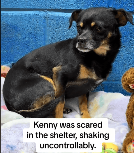 Watch This trembling Shelter Dog’s Reaction to Hearing ‘You’re Safe Now’ 💔😭