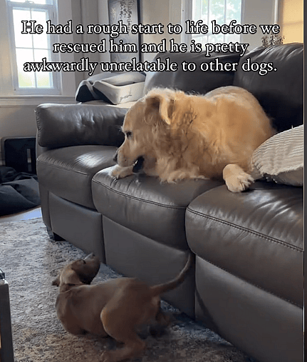 Happy Tears As Abused & Severely Undersocialized Golden Retriever Forms Unbreakable Bond With Puppy