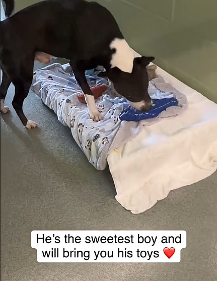 Heartbreak as Sweet Shelter Dog Greets Every Adopter with a Toy & Wagging Tail – But Still Gets Overlooked 