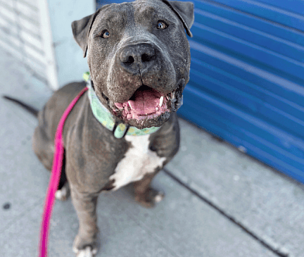 a pit bull smiling